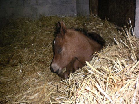 Album - poulains d'Europe's Padron - Europe's Padron foals 