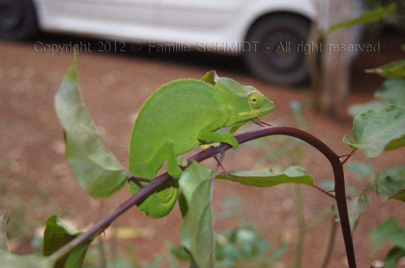 Album - Faune-Reptiles