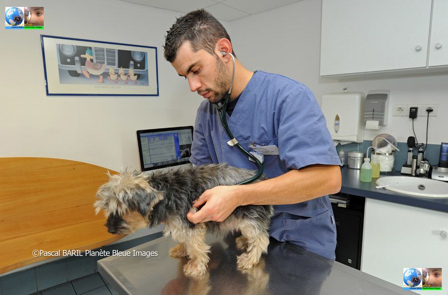 Reportage : Urgence Vétérinaire 
©Photos Pascal BARIL/Planète Bleue Images – Novembre/2012
Nous avons passé une journée en compagnie des vétérinaires du CHV de Reims (Centre Hospitalier Vétérinaire)