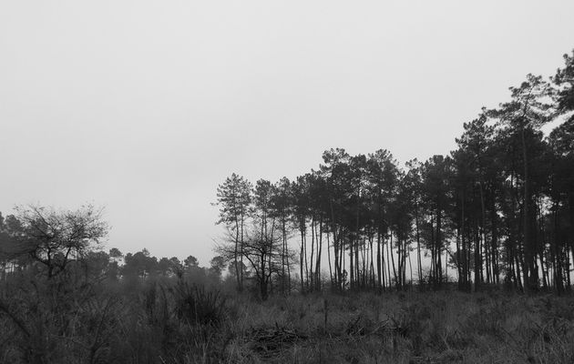 Forêt des Landes en noir et blanc
