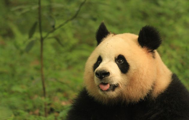 Chengdu, des pandas mais pas que ça !