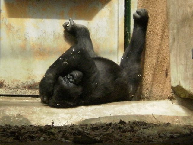 Album - ZOO ST MARTIN DE LA PLAINE