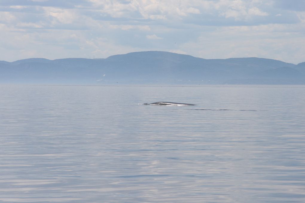 Album - Baleines-du-St-Laurent