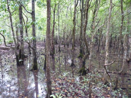 Magnifique parc national du nord de cairns où la mangrove rencontre la barrière de corail...