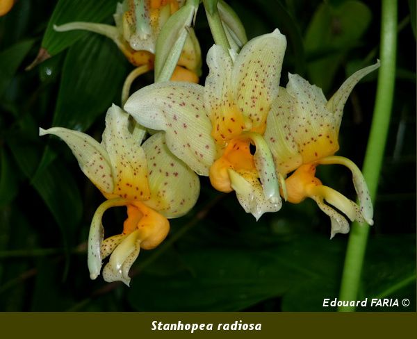 Album - Floraison-Stanhopea-2011