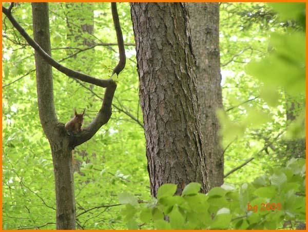 Photos de la faune de nos forets d'Alsace.&nbsp;