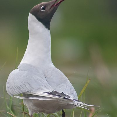 Avec les oiseaux du marais......