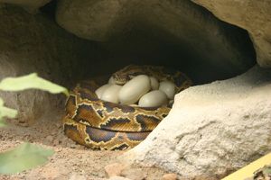 Comment chasser un python caché dans son domicile ?