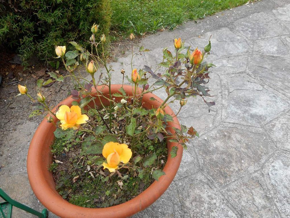 Rosa gialla e arancione che ho nel vaso in giardino