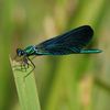 Calopteryx vierge (Calopteryx virgo)