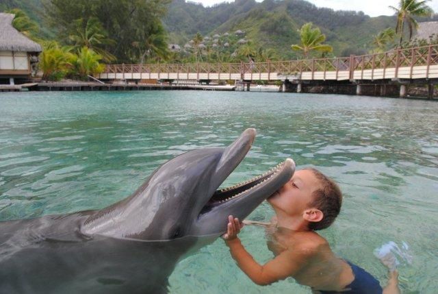 photos de dauphins en captivité à l'intercontental de Mooréa: idéal pour les enfants...