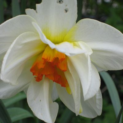Ô beau Narcisse !