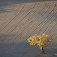 L'arbre