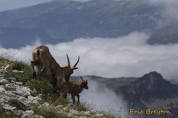 Album - Bouquetins-du-Vercors