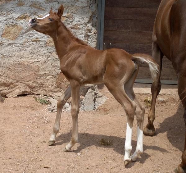 Album - poulains d'Europe's Padron - Europe's Padron foals 