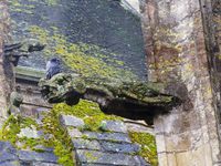 Les gargouilles de la cathédrale Notre-Dame de Coutances dans le Cotentin