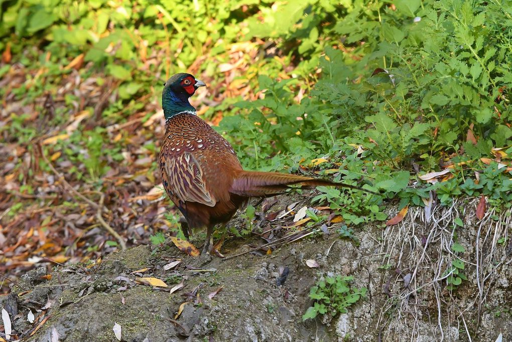 Faisan de Colchide ♂.