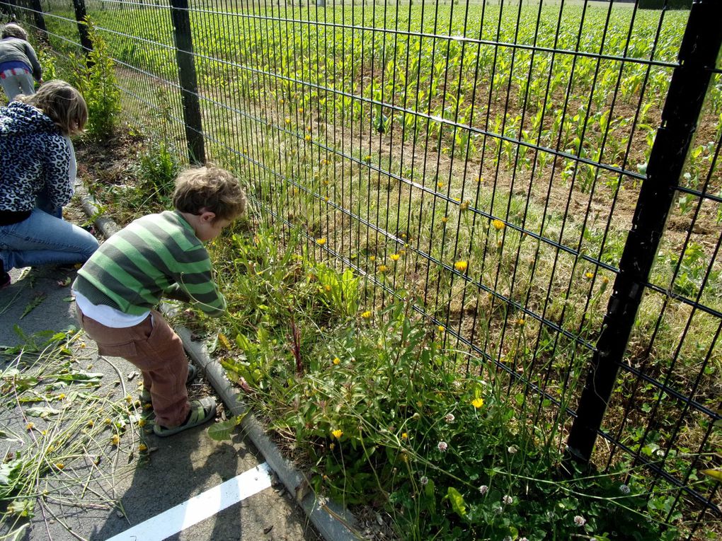 Quand je serai grand, je serai jardinier...