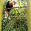 Jurong Bird Park