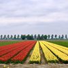 LA TOURNEE DES TULIPES (Hollande 🇳🇱 et Belgique 🇧🇪)