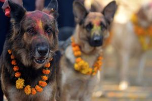 Népal: un festival qui remercie les chiens d’être nos amis 