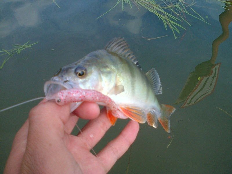 2012 est déja commencer et les fish ne tardent pas à montrer leurs nageoires