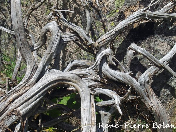 Genévrier mort. Vallée de Planès (Pyrénées Orientales)