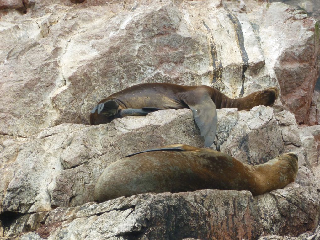 El Candelabro (le chandelier), des oiseaux et des rochers, des pinguoins, plateforme de débarquement, deux lions de mer, la vue des îles en arrivant