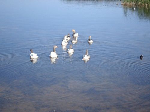 Photos diverses, jolies de l'étang de Diefenbach