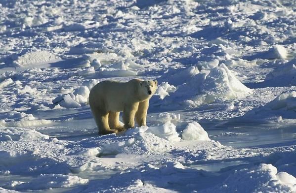 Images d'ours polaire