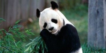 #Google: da #Panda Update a Panda #Everflux