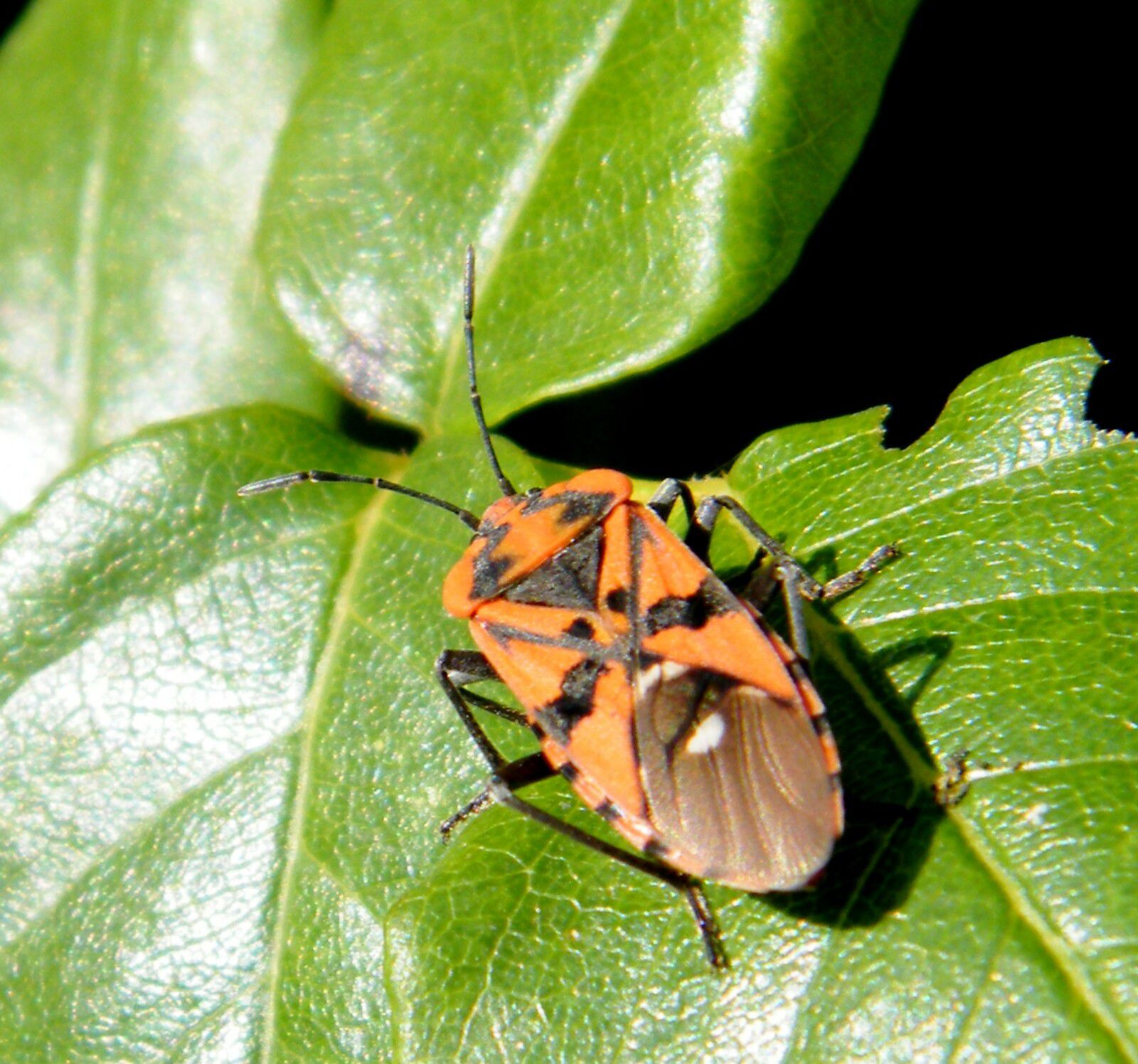 Spilostethus pandurus - mâle - Lygaedae - Cette punaise rouge et noire se caractérise par un point blanc vers le milieu des ailes membraneuses.