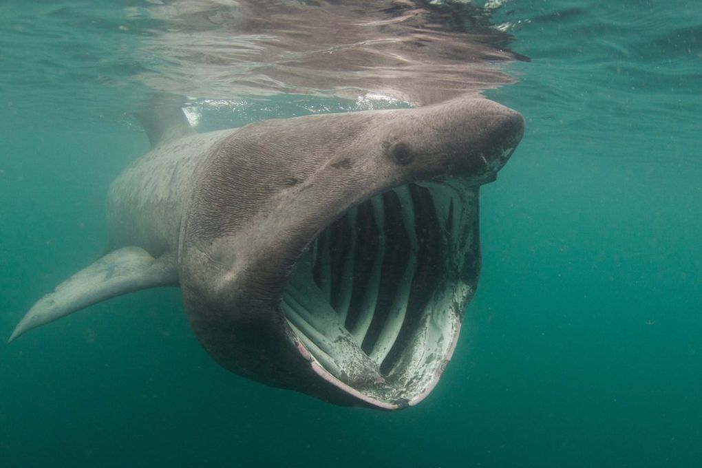 Atlantique – Des centaines de requins se rassemblent de manière inexpliquée 