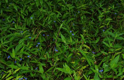Commelina erecta (radié crapaud)