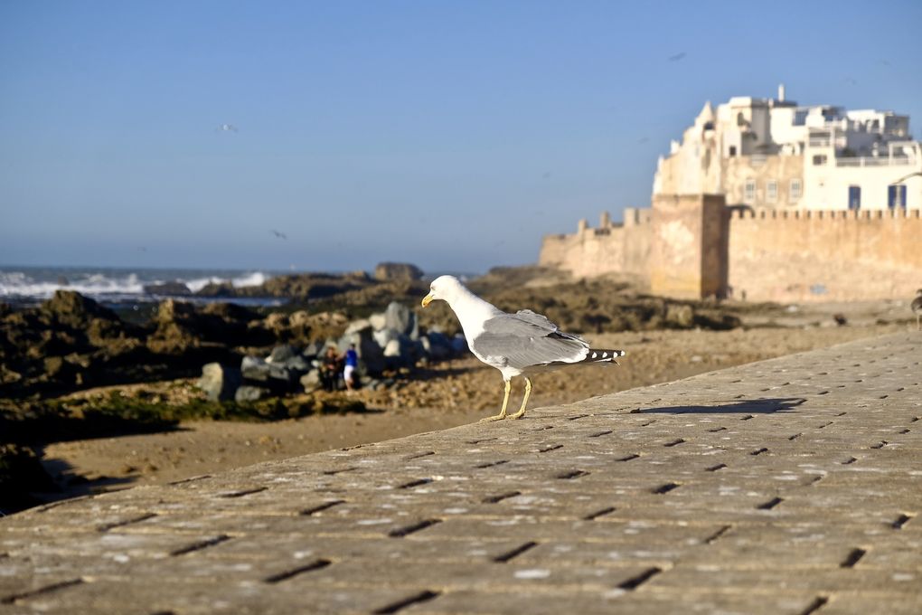 Souvent confondus avec les mouettes, les goélands sont reconnaissables à leur plumage blanc et gris formant un contraste avec le jaune de leur bec.