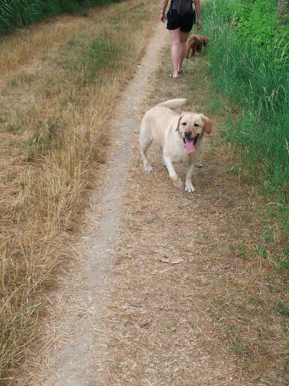 Quelques photos des sorties que nous avons faite. Chaque sortie est classée par date, avec les noms de chaque chien présents.