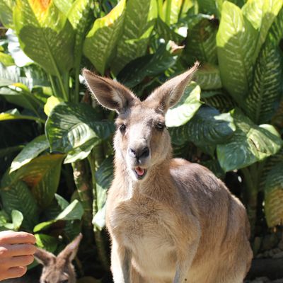 La côte Est de l'Australie