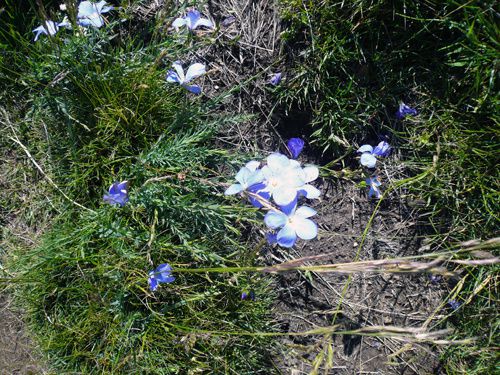 fleurs rencontrées pendant randonnées. Classées par mois de floraison - Nom de la plante - Endroit de rencontre