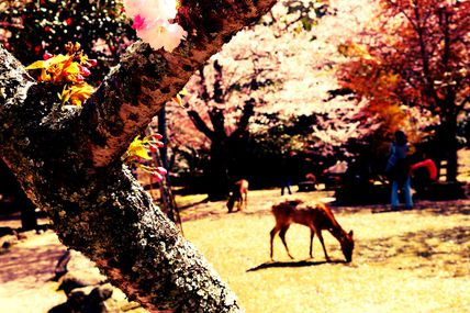 Travelling to Nara - April 2013 (Part 1)