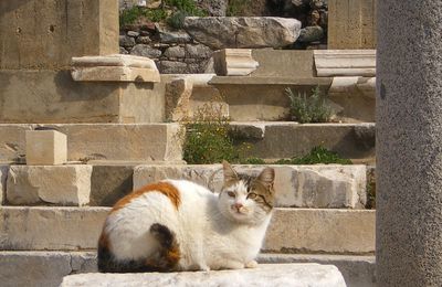 Le Chat d'Ephèse