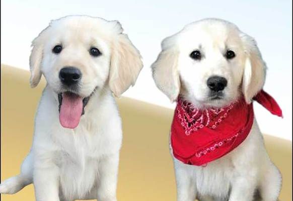 Tennessee Golden Retrievers Tristar Goldens