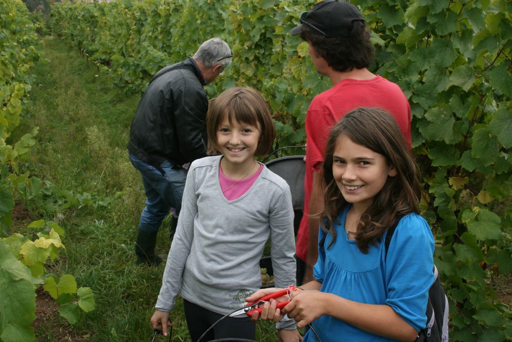 Album - vendanges-2012