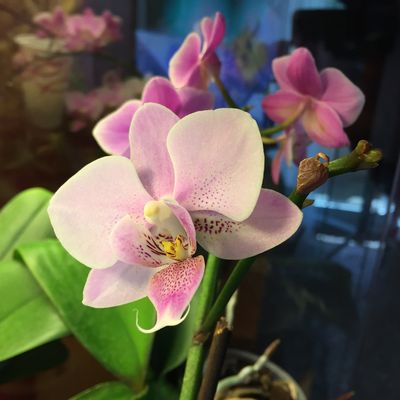 Orchidarium de Pascal 