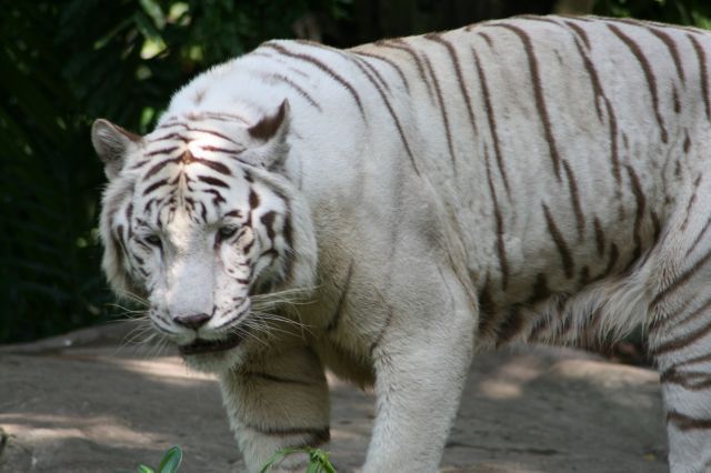 Un portrait assez fidèle des choses que nous avons vus.

À peu près dans l'ordre:
1. Zoo de Singapour
2. Jardin botanique
3. Vues de la villes et autres activités