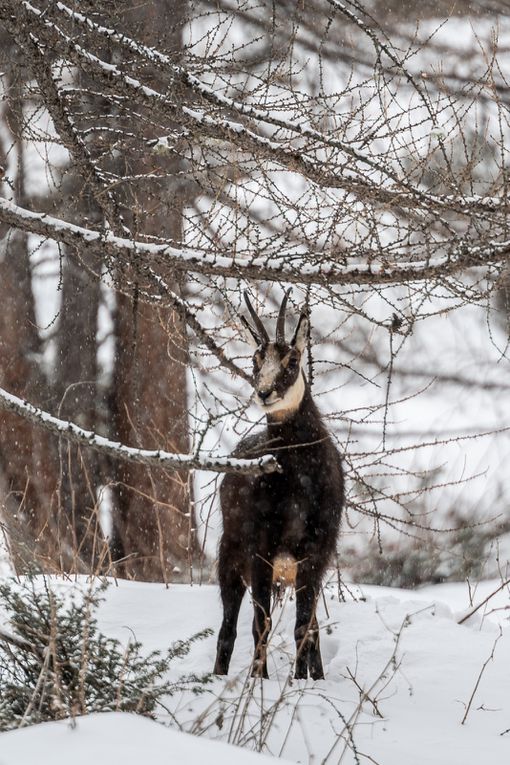 Les chamois que l'on approche assez facilement dans le parc.