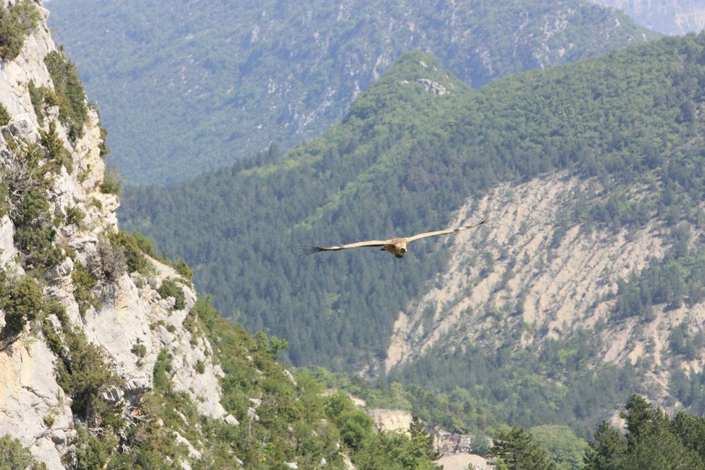 femelle bouquetin dans les alpes Italienne