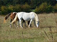 Le chèvre joueuse avec les chevaux et le poney