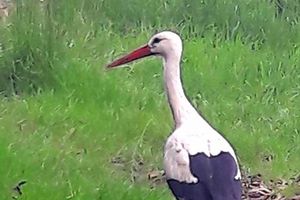 La Cigogne à l'Orée du Bois... 