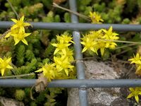 Cliquer sur une photo pour la voir en grand format (et faire défiler)