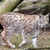 Suisse : un jeune lynx victime de la route en Thurgovie
